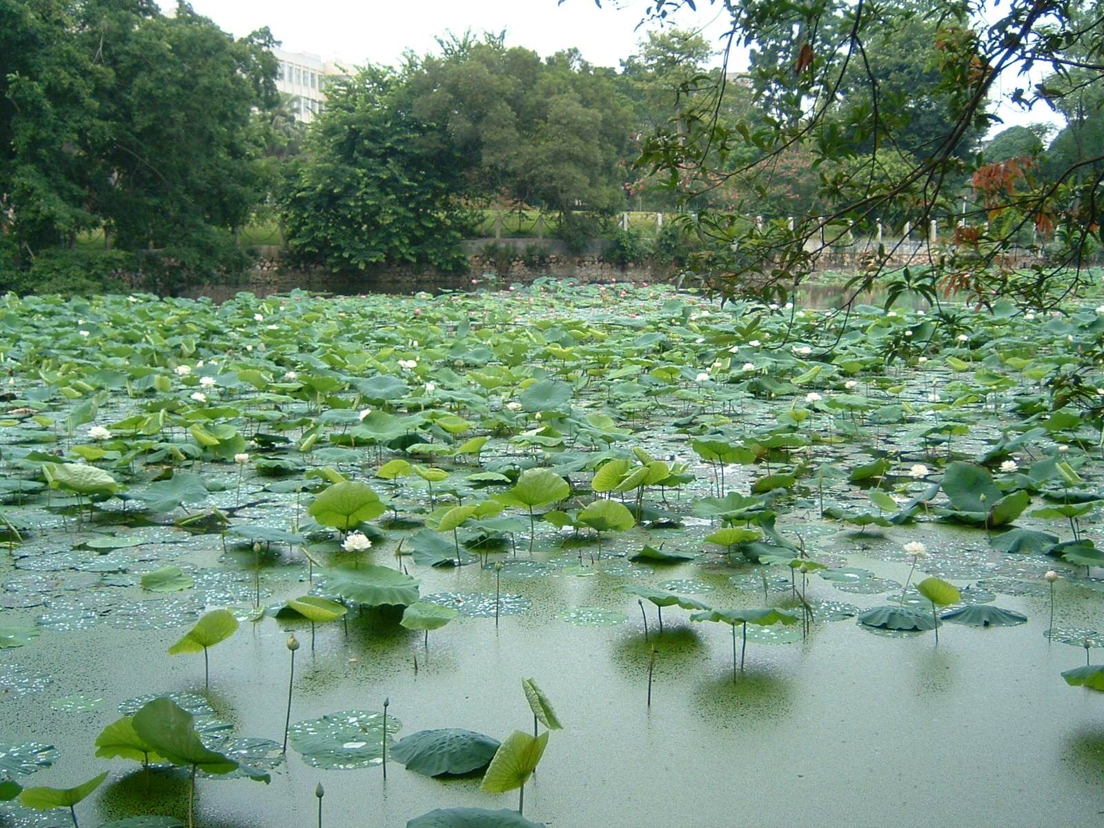 西大河塘.jpg